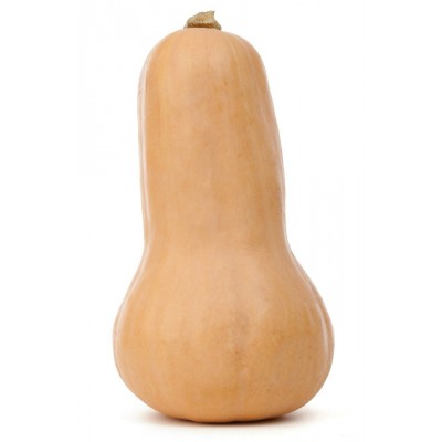 Courge Butternut Waltham, pot compostable 4 po